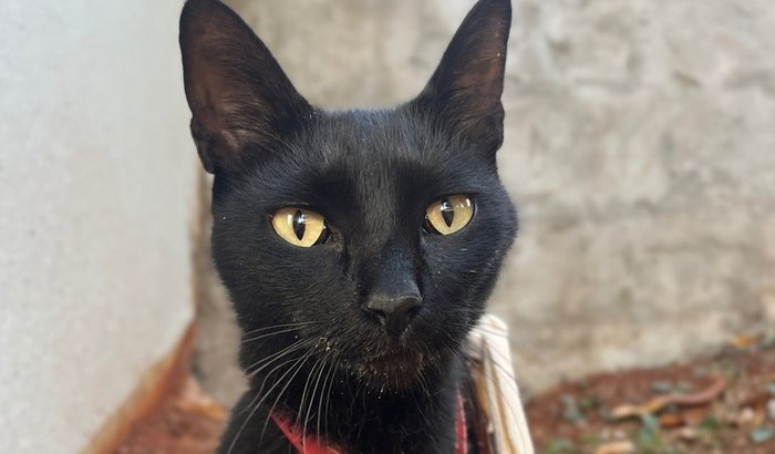 Ajude o gato Pretinho vencer o câncer