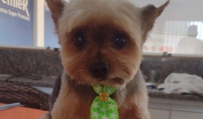URGENTE  AJUDE O OLLIE! 🐾 Nosso guerreirinho, um Yorkshire de 7 aninhos, está precisando MUITO da sua ajuda!