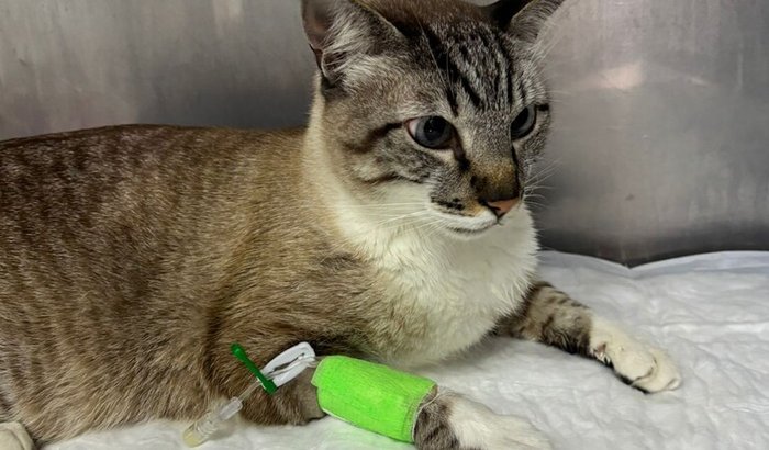 Ajude o Deuso a Vencer a Obstrução Renal – Cirurgia Urgente!