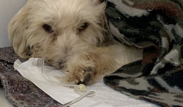 AJUDE A SALVAR A VIDA DO PELUDINHO!!