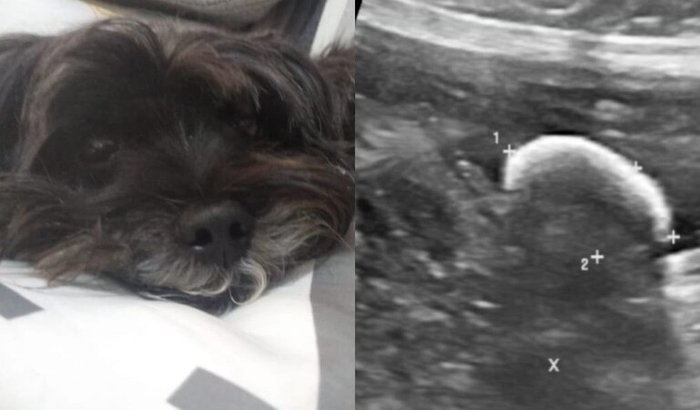 Cirurgia e tratamento da Cachorrinha Lua