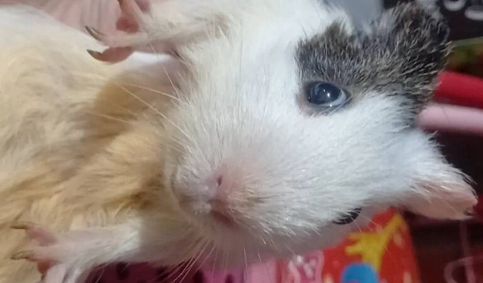 Salve a MILK, porquinha da índia não consegue se alimentar