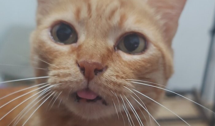 Vaquinha para ajudar na operação do Sunshine