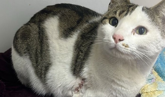 Ajude a pagar a conta do Félix