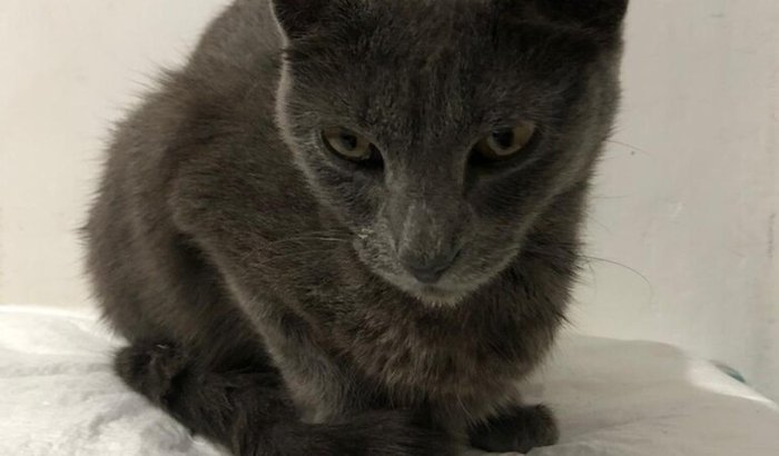 A Maka precisa de você