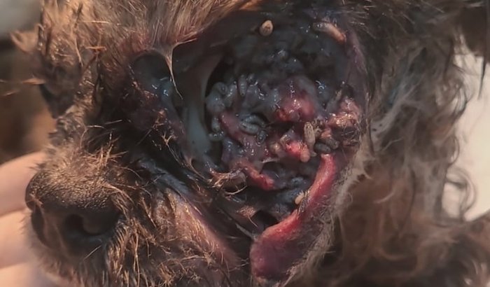 🆘 Ajude Nala a vencer essa batalha! 🐾