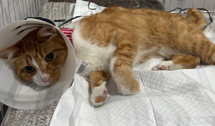 Despesas cirurgia Ferrugem