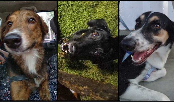 FAMÍLIA QUATRO PATINHAS PEDE SOCORRO 💔