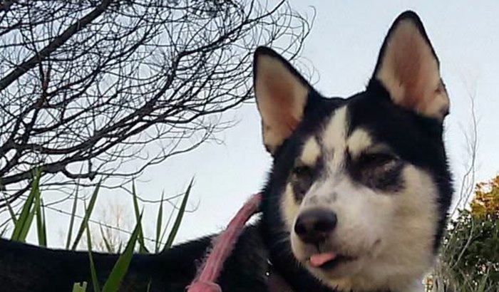 Custos de veterinário do Marroquinho ❤️