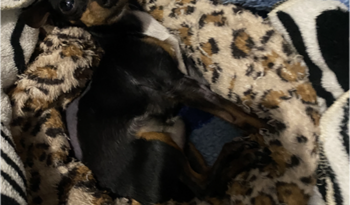 Tratamento pós cirúrgico em apoio a recuperação do Jaime!❤️🐶