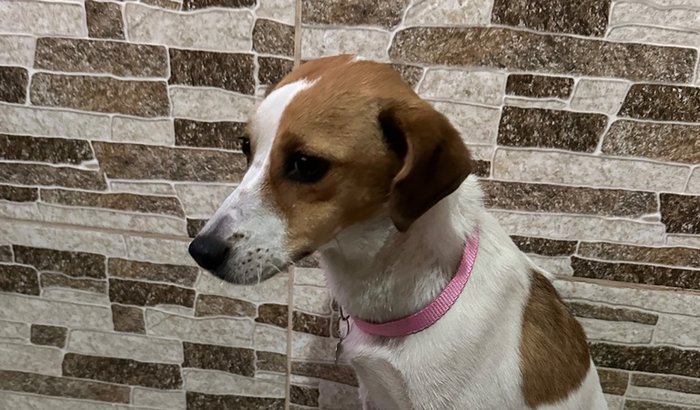 Cirurgia ortopédica Ravena