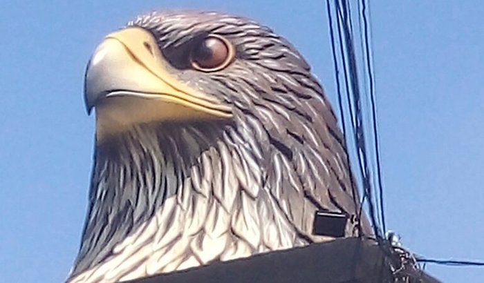 Projeto Gaviões da Fiel 8