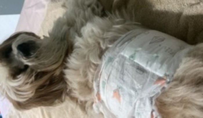 Ajude a cirurgia do hashi