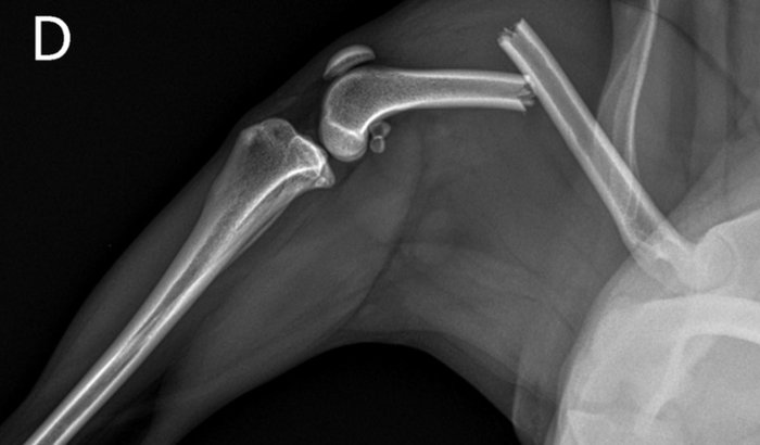 🐕 CUSTEIO DA CIRURGIA DO LEÃOZINHO! 🐕