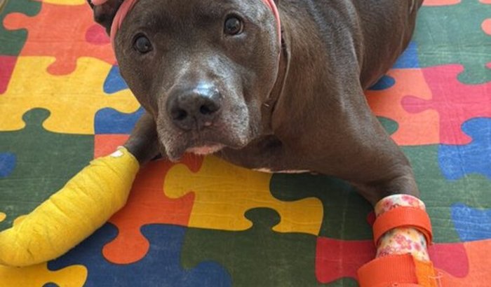 Cirurgia Pata Dianteira 