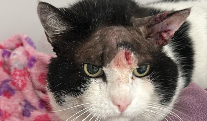 Ajude o Gatinho "Berrento"