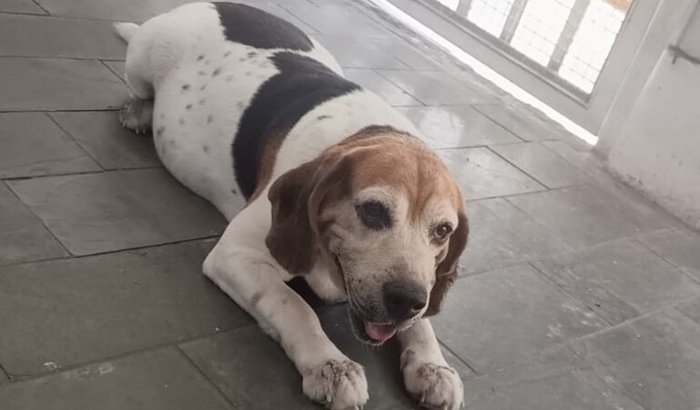 Por favor, ajude no tratamento do Kaká