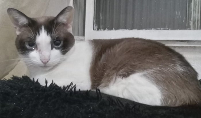 Ajude a gatinha Alicia