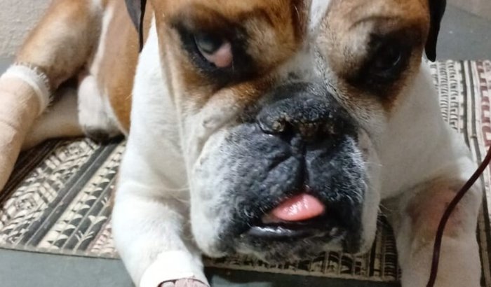 Ajuda para tratamento do Sutão