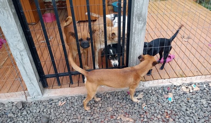 Reforma Canil Amparo Animal