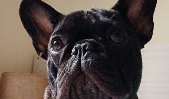 AJUDE O RUFUS PARA CIRURGIA