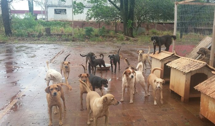 Cerca de alambrado para ONG Pelos Protegidos