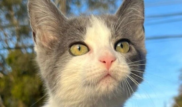 Ajudinha para a Nala ficar bem da patinha