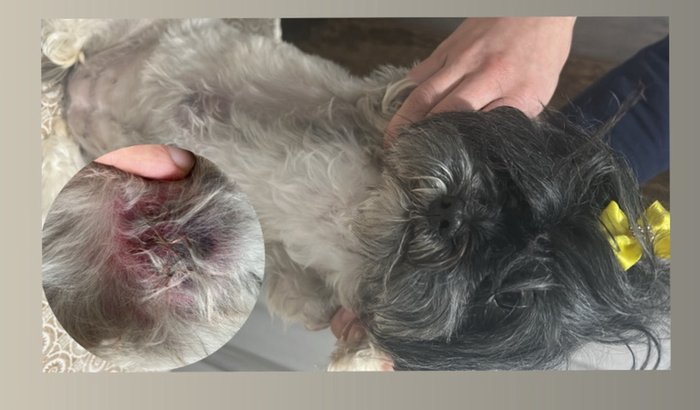 Cirurgia de retirada de tumor da Winnie (cachorrinha)