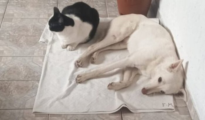 Corrente do bem para Cristal com o fêmur da coxa quebrada