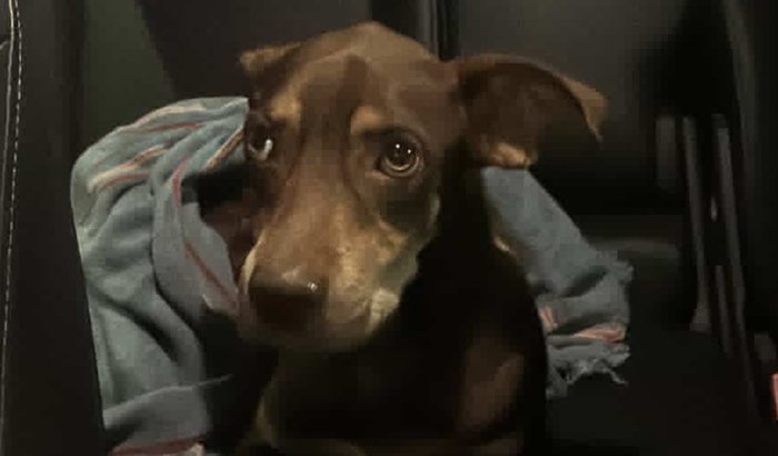 SALVE O CARAMELO 🐕