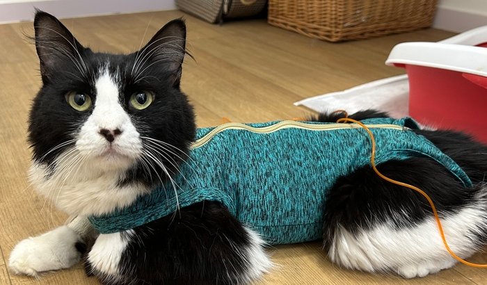 Ajuda para a gatinha Mary