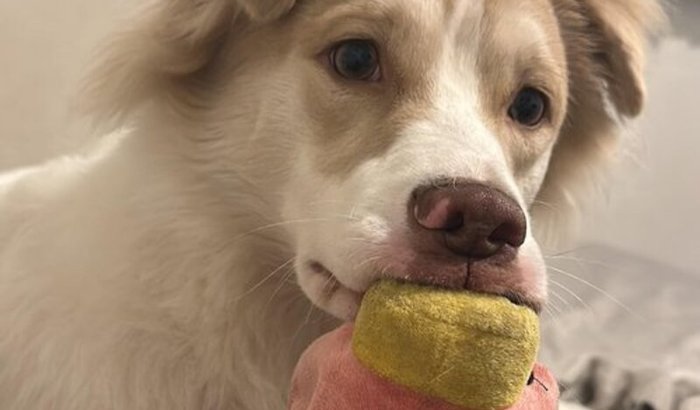 Ajude a Kiara a voltar a andar