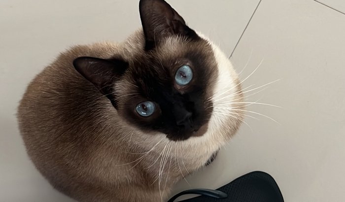 Me ajuda a salvar a vida do Jorginho