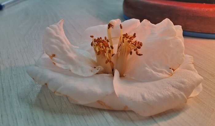 Me ajuda a comprar um peça para meu violão!!!