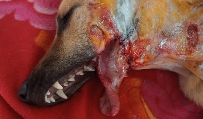 Joka (Cão com mandibula quebrada)