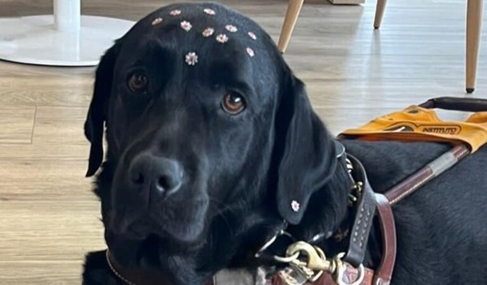 🐾 Ajude no tratamento de quimioterapia da Zuma 💙