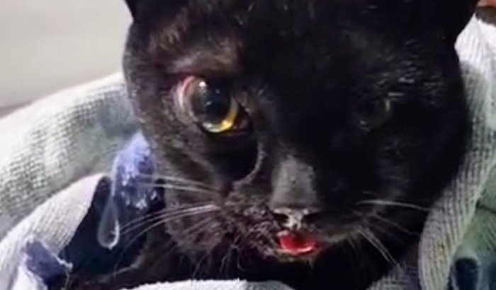 Ajuda para as cirurgias do gatinho