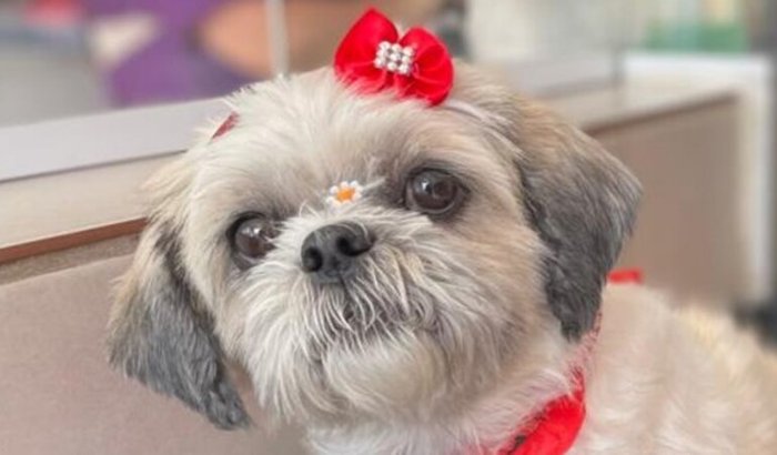 Vaquinha para a Cirurgia Ocular da Meg