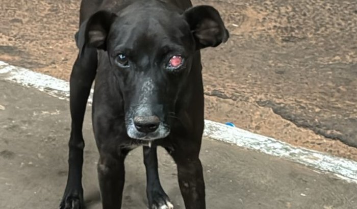 ONG PATINHAS AMOROSAS