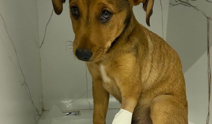 AJUDA PRA SALVAR A CRIANÇADA DA VOVÓ