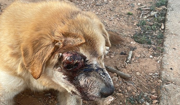 Ajude um cachorro com bichos no olho