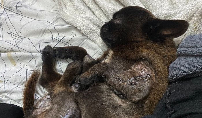 Ajude o Pinky, nosso guerreiro de 4 patas