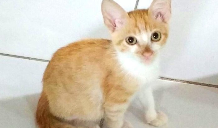 Leopoldo, o gatinho FeLV+