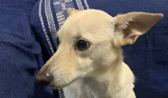 Ajude a bel contra a doença do carrapato