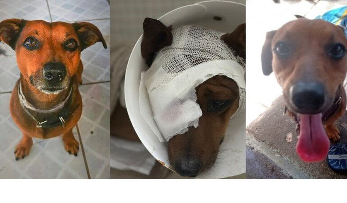 🐾 Ajude o Luffy a se recuperar do atropelamento