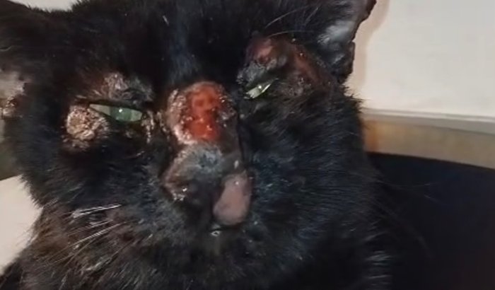 Ajude o Salem a vencer a esporotricose 🐾💔