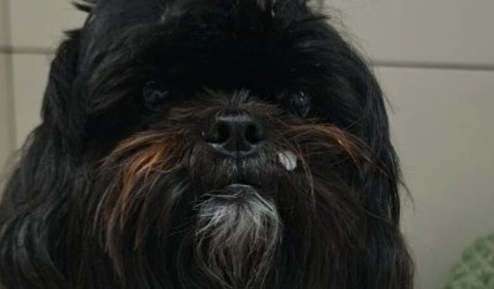 Ajuda a Amora e Loop