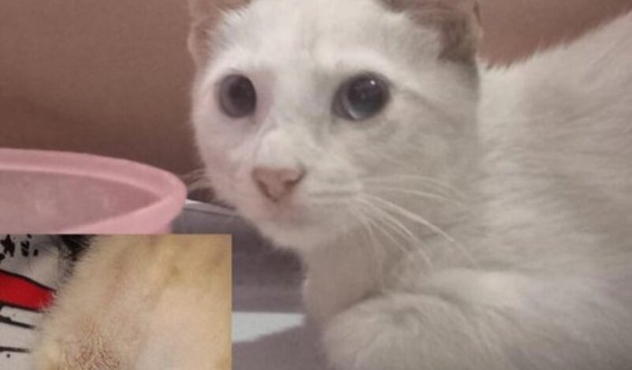 Cirurgia de hérnia do gatinho Motin