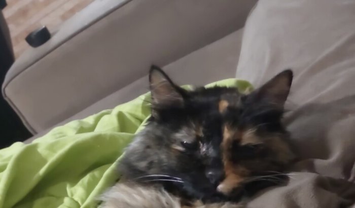 Me ajuda a levar minha gatinha pro veterinario