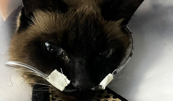 Ajude o Elfo 🫶🏻